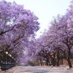 Jacarandá Mimoso embeleza a África